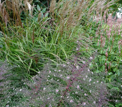 Aster Miscanthus Persicaria.jpg