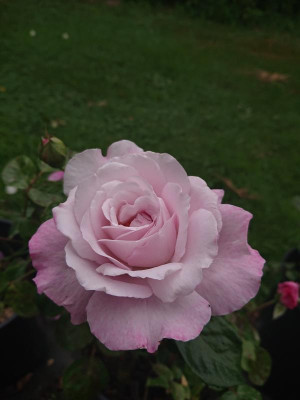 DSC_4344.JPG