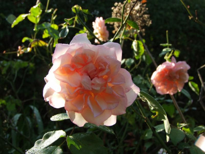 08.09.2019 10-36-32_19523.jpg