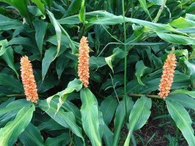 Hedychium densiflorum 'Assam Orange' September 2019.JPG