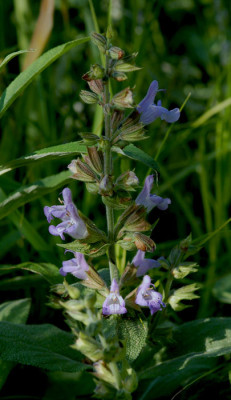 Salvia-Berggarten-220507.jpg