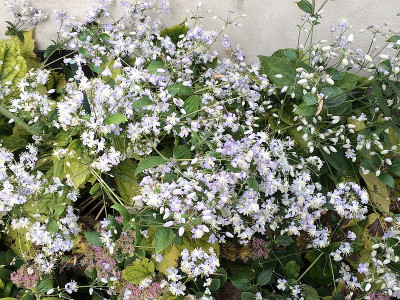 2019 09 08 Clematis.jpg