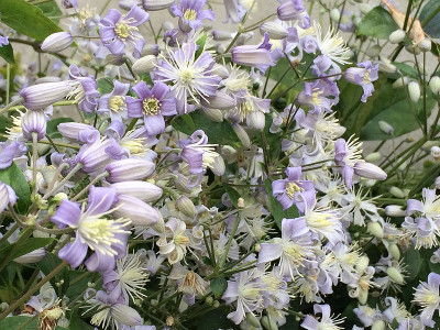 2019 09 08 Clematis Ausschnitt.jpg