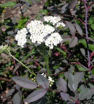 Schafgarbe__Rosa_Glauca.JPG