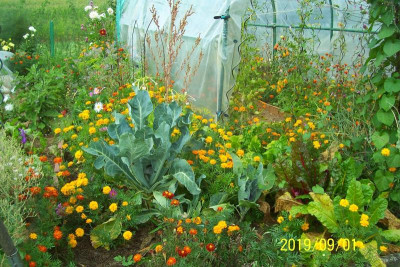 100_7974 Blumenkohl und Mangold.jpg