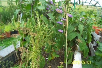 100_7971 Hochbeet Auberginen.jpg