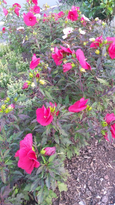 IMG-20190906-WA0019.jpg