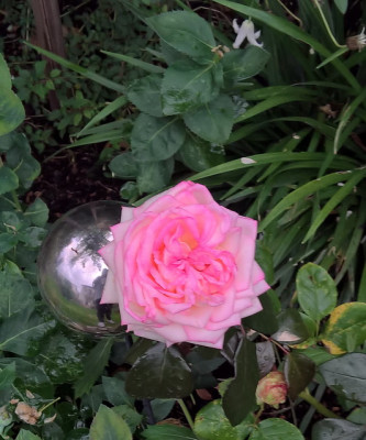 biedermeier201909082b.jpg