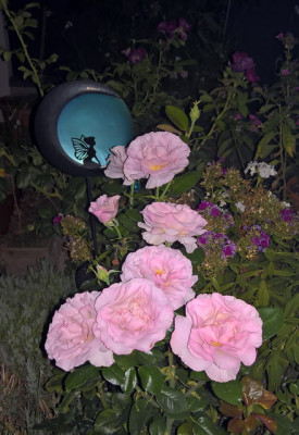 bluegirl20190906b.jpg