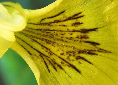 IRIS_P._MAKRO_II.jpg