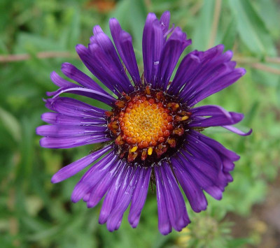 Aster, rau-blau.jpg