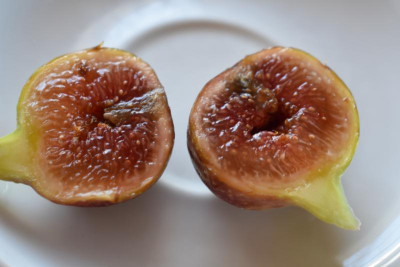 rote  Feige 002.JPG