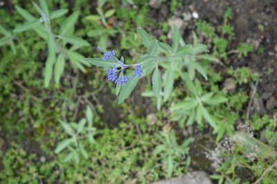 bartblume-saemling.jpg