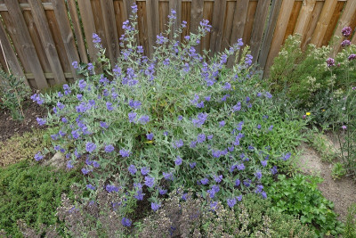 bartblume.jpg