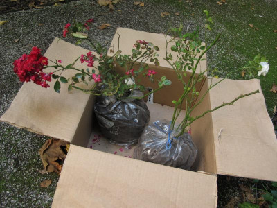polyanthas.img.JPG