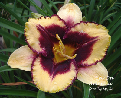 Imgp2851-EOA.jpg