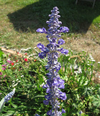IMG_7847_Salvia_farinacea_11Sept2019_.jpg