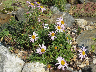 IMG_7879_Chrysanthemum_weyrichii_11Sept2019_.jpg