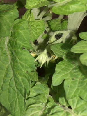 k_Shimmeig_Albino_070625_1.jpg