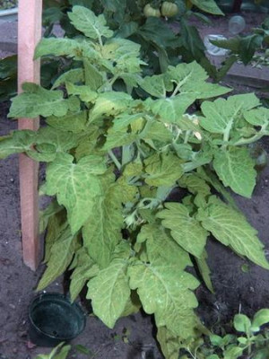k_Shimmeig_Albino_070625_2.jpg