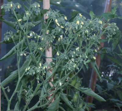 R_T_Hroznove_070625.jpg