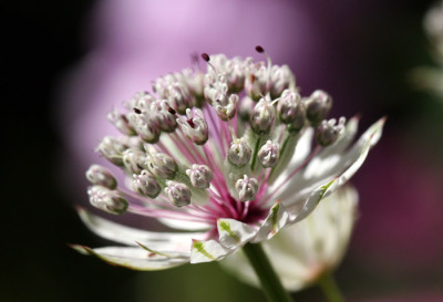 Astrantia-2-b.jpg