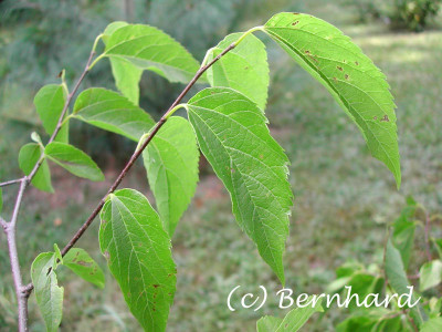 celtis_australis.jpg
