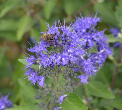 Ackerhummel.19-3.jpg