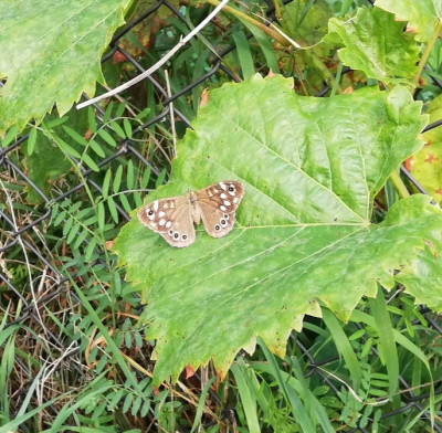 IMG_20190914_221809.jpg