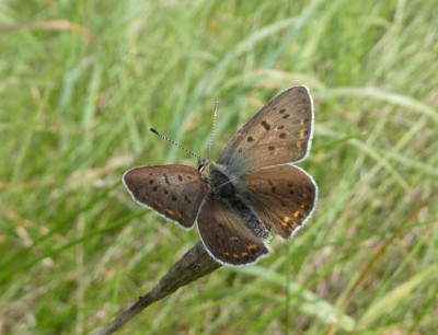 Lycaena tityrus 190914.jpg