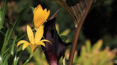 Sternbergia +Rotsporn.jpg