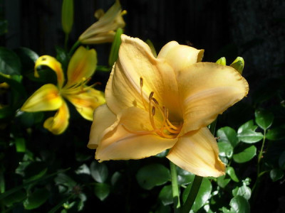 Hem-Satin-Glass-070625-DSCN3958.jpg