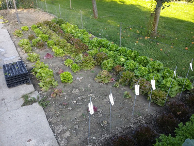 Salat Sativa 19.jpg