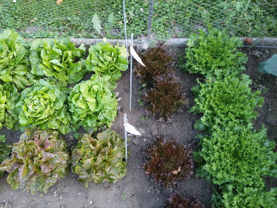 Salat Sativa Salanova.jpg