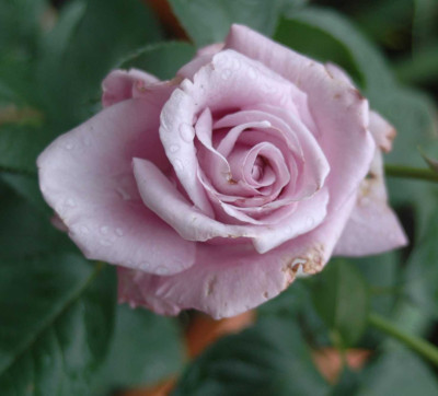 A4382a.JPG