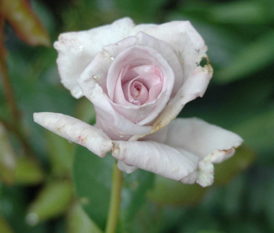 A4383a.JPG