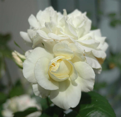 A4387a_Large.JPG