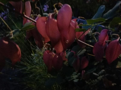 IMG_20190917_195057.jpg