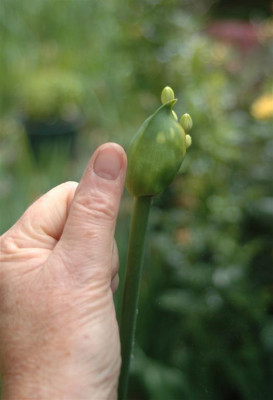 A4391_Large.JPG