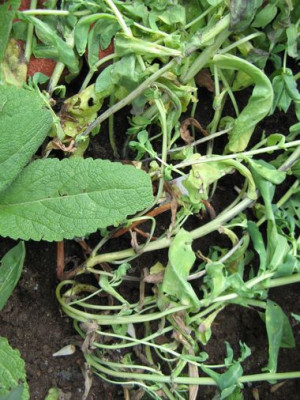 kranke_cerinthe1.jpg