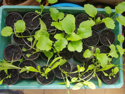 Cima di rapa 19912.jpg