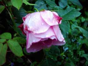 Lilac_Rose_halb_offen_Kopie.jpg