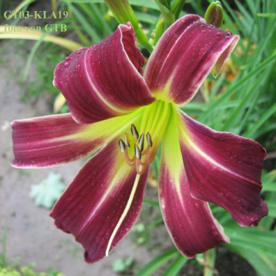 GT03-KLA19_Peacock_Maiden_X_Miss_Jessie_6014_r11.jpg