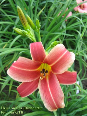Ribbonette_6015_r11.jpg
