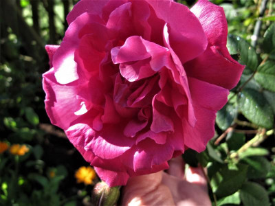 parfumdelhay.img.JPG