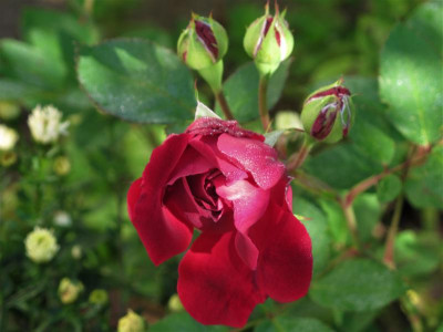 alfredcolombe.img.JPG