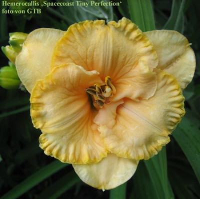 Sp._Tiny_Perfection_60341.jpg