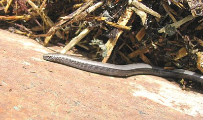 Blindschleiche_7_fars_2007.jpg