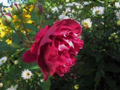 alfredcolombe4.img.JPG