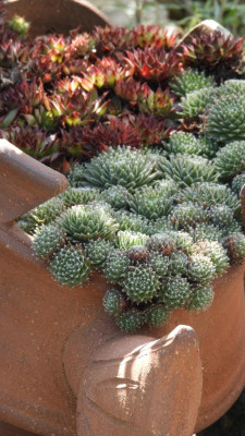 DSCN4705.JPG